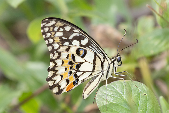 Papilio demoleus-0879