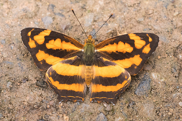 Symbrenthia lilaea luciana-5531 - Chiang Dao - 12/03/23