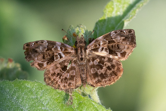 Gorgythion beggina escalophoides--1000