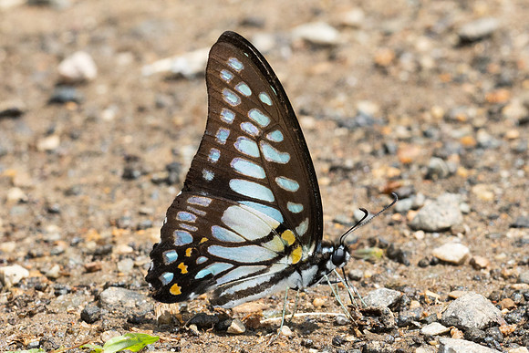 Graphium chironides-4608 - Chiang Dao - 22/03/24