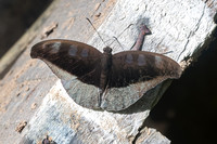 Cynitia cocytus ambrysus-2734- Chiang Dao - 15/11/23