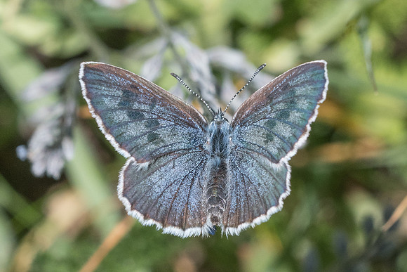 Maculinea arion-2120 - Nevache - 2/07/21