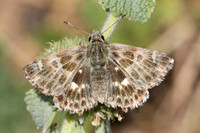 Carcharodus baeticus-9045  - Artigues - 6/06/25