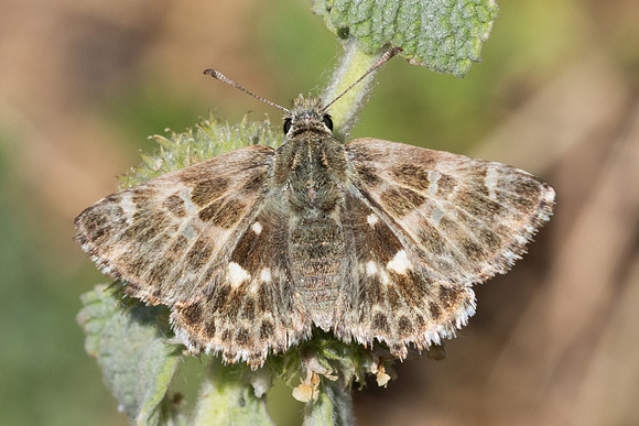 Carcharodus baeticus-9045  - Artigues - 6/06/25