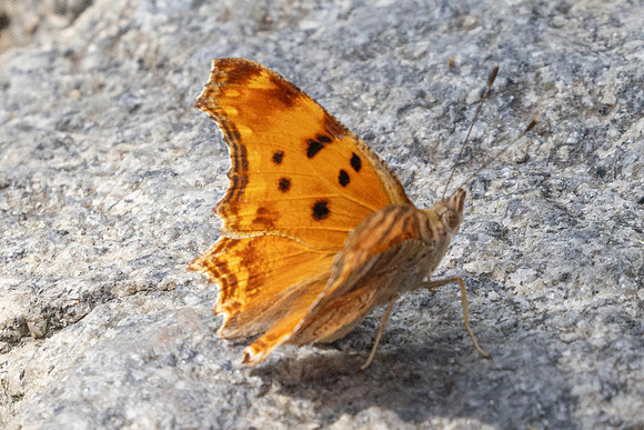 Polygonia egea-9738 -Café Pierre-Loti, Istambul - 10/09/24
