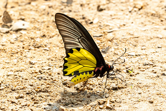 Troides aeacus-1162 - Chiang Dao - 17/03/24