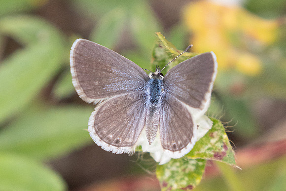 Hemiargus ceraunus-4655