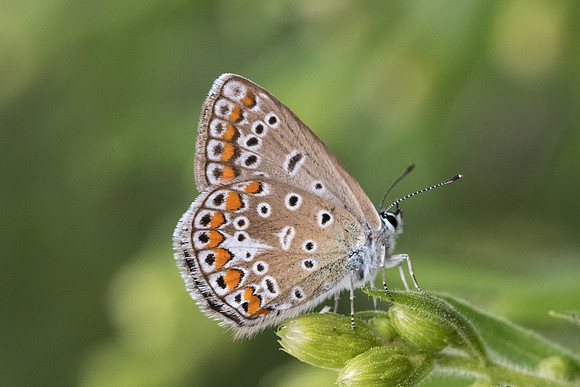 Polyommatus icarus-0436