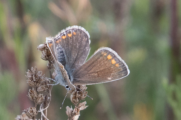 Polyommatus icarus ♀-9042