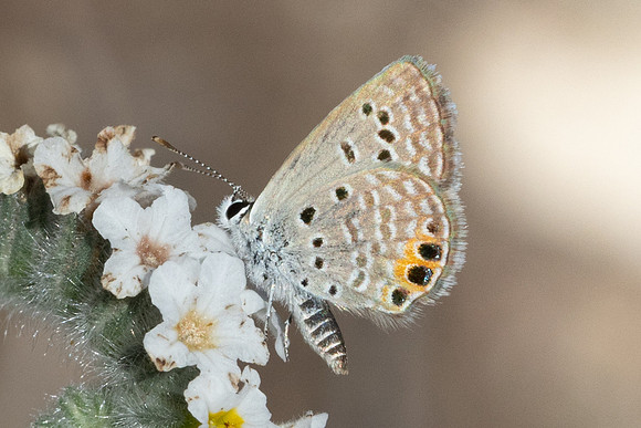 Freyeria trochylus-0563 - Antalya, Termessos - 16/09/24