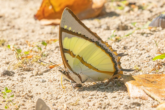 Polyura dolon-4217