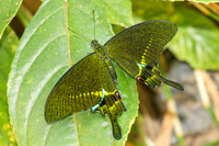 Papilio paris-1305
