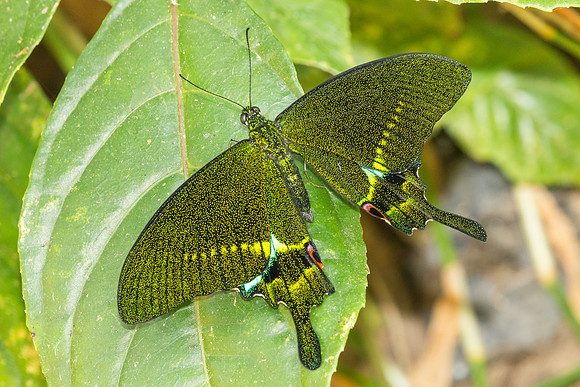 Papilio paris-1305