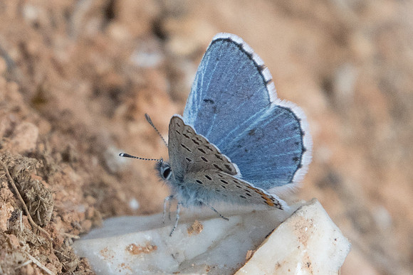 Pseudophilotes vicrama-7099