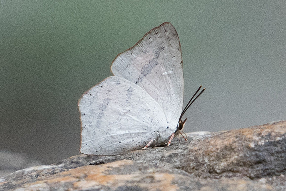 Curetis dentata dentata-5417 - Doi-Suthep - 9/03/23