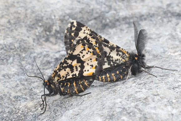 Eurranthis plummistraria-6232 - Vence - 13/05/21