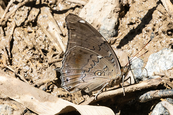 Historis acheronta-1763