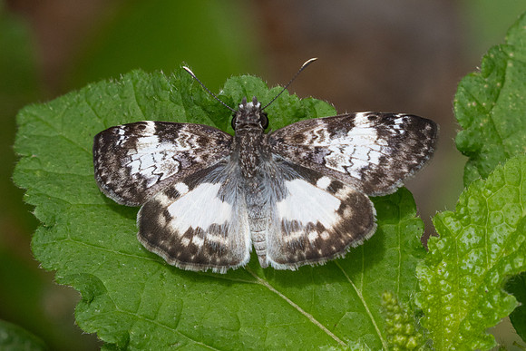 Chiomara asychis-3214
