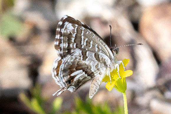 Cacyreus marshalli-9532 - Paris 24/08/24