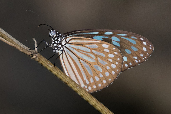 Ideopsis similis persimilis-5242 - Phanom Bencha Mountain - 23/11/23