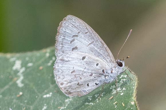 Acytolepis puspa gisca-6332