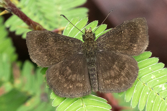 Staphylus sp -2762