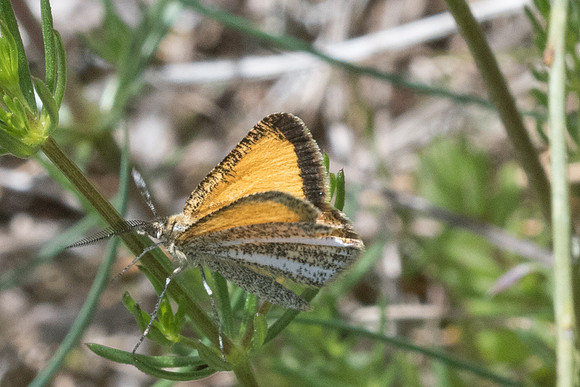 Isturgia limbaria_8205
