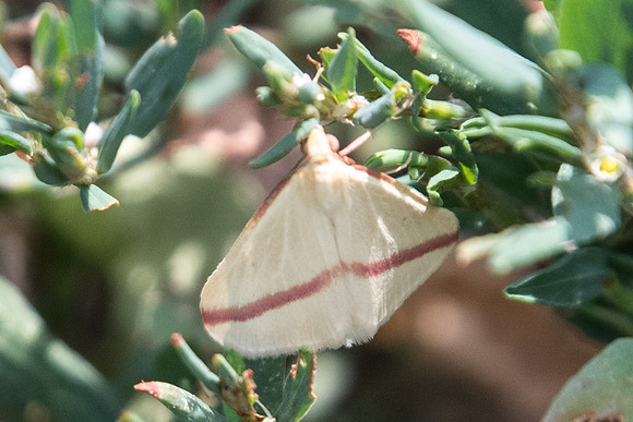 Rhodometra sacraria-6829 - Crolles - 23/07/22