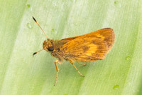 Corticea lysias-5671