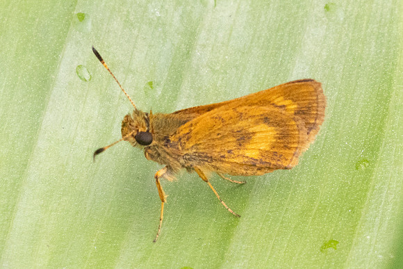 Corticea lysias-5671