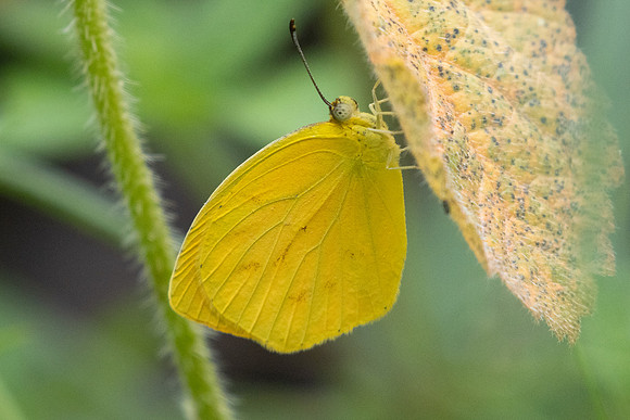 Pyrisitia proterpia -2296 - Barichara - 9/06/24