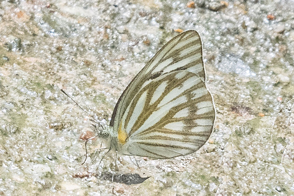 Cepora nerissa-5816 - Phanom Bencha Mountain Resort - 24/11/23