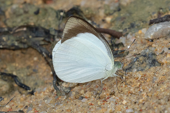 Phrissura cynis-9850