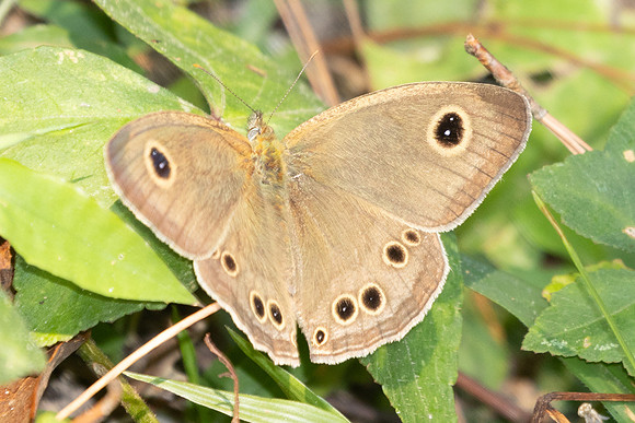 Ypthima dohertyi-3132