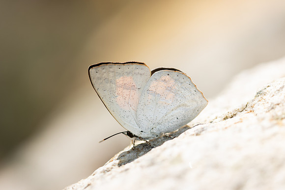 Curetis acuta-4770