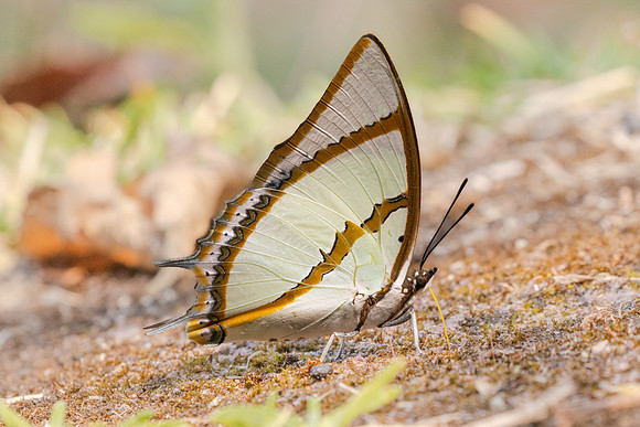 Polyura dolon-3449