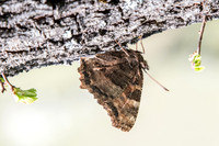 Nymphalis polychloros -8537 - Route Paranestiou Sidironerou