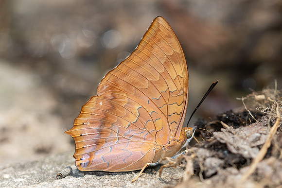 Charaxes bernardus-4460 - Doi Inthanon - 24/03/25