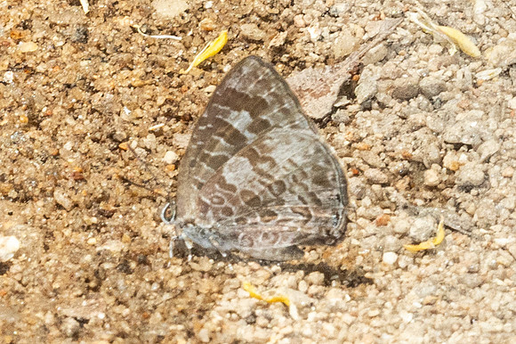 Arhopala paraganesa-6425