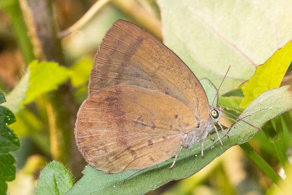 Arhopala fulla-1030 - Chiang Dao - 17/03/25