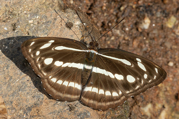 Athyma pravara-5654