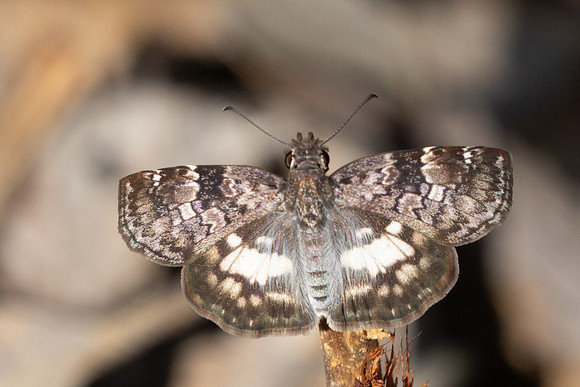 Chiomara asychis-1193 - 8/06/24
