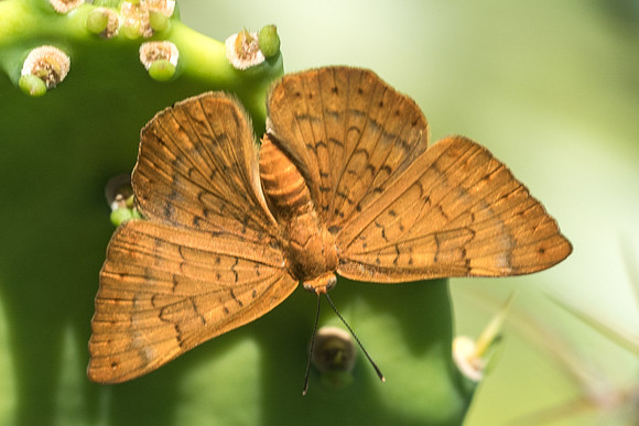 Emesis vulpina (F)-3057