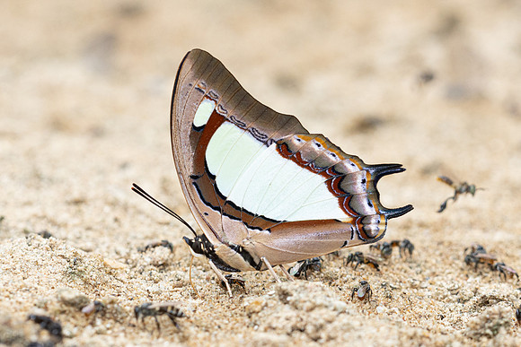 Polyura arja-2325 - Chiang Dao - 18/03/24