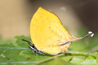 Yasoda tripunctata tripunctata-5478- Doi Suthep 1180m - 27/03/25