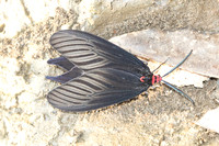 Histia flabellicornis-0966