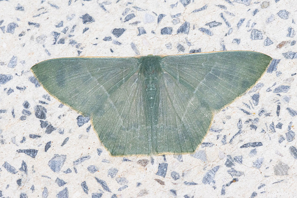Thalassodes immissaria-4673 - Doi Inthanon - 25/03/25