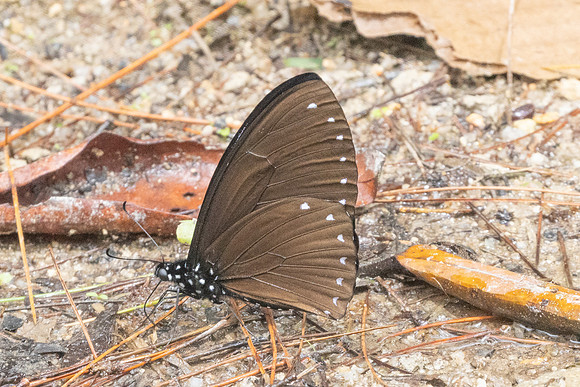 Papilio paradoxa-8840 - Fraser Hill - 11/03/25