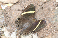 Abisara fylla-5567 - Doi Suthep - 27/03/25