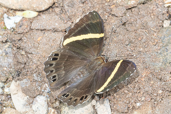 Abisara fylla-5567 - Doi Suthep - 27/03/25